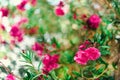 Blossom spring, exotic summer, sunny day concept. Blooming pink oleander flower or nerium in garden. Wild flowers in Royalty Free Stock Photo