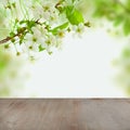 Blossom Spring Morning Background with White Cherry Tree Flowers Royalty Free Stock Photo