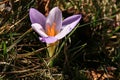 Blossom spring plant crocus. The beginning of spring.