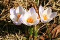 Blossom spring plant crocus. The beginning of spring. Royalty Free Stock Photo