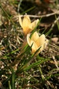 Blossom spring plant crocus. The beginning of spring.