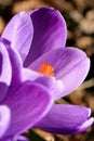 Blossom spring plant crocus. The beginning of spring. Royalty Free Stock Photo