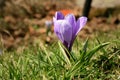 Blossom spring plant crocus. The beginning of spring. Royalty Free Stock Photo