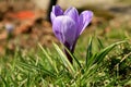 Blossom spring plant crocus. The beginning of spring. Royalty Free Stock Photo
