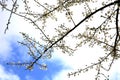 Blossom, spring tree. Royalty Free Stock Photo