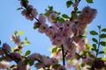Blossom spring tree nature season, blue flora