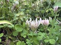 Blossom star clover (lat.- Trifolium stellatum Royalty Free Stock Photo