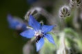 Blossom of starflower Borago officinalis Mediterranean herb, used as vegetable in soups, as filling in pasta or to flavour Royalty Free Stock Photo
