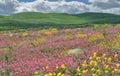 Blossom steppe. Royalty Free Stock Photo