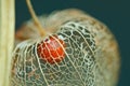 The blossom of a strawberry groundcherry, physalis, weathered, the skeleton in the sunlight