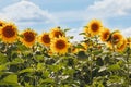 Blossom of sunflowers in the field. Summer. A sunny day. Royalty Free Stock Photo