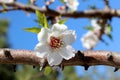 Blossom on sweet almond tree (Species: Prunus amygdalus, syn. Pr