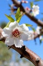 Blossom on sweet almond tree (Species: Prunus amygdalus, syn. Pr