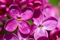 Blossom syringa flower