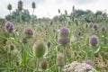 Blossom Teasel Flowers at Summer Meadow Royalty Free Stock Photo