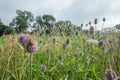 Blossom Teasel Flowers at Summer Meadow Royalty Free Stock Photo