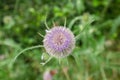 Blossom Teasel Flowers at Summer Meadow Royalty Free Stock Photo