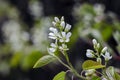 Blossom of Thicket shadbush in park