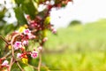 Blossom tiny pink flower, star fruit tree branch