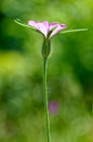 Blossom of a Common corn-cockle in the morning light LeinkrautblÃÂ¼te im Morgenlicht Royalty Free Stock Photo