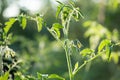 Blossom tomato plant in a garden close up Royalty Free Stock Photo