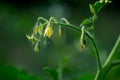 Blossom tomato plant in a garden close up Royalty Free Stock Photo