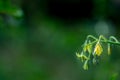 Blossom tomato plant in a garden close up Royalty Free Stock Photo