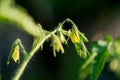 Blossom tomato plant in a garden close up Royalty Free Stock Photo