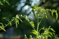 Blossom tomato plant in a garden close up Royalty Free Stock Photo