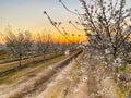 Blossom Trail apricot trees in bloom Royalty Free Stock Photo