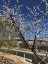 Blossom  tree aside the river Royalty Free Stock Photo