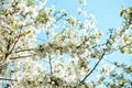 Blossom tree branch. Cherry flowers in spring. Royalty Free Stock Photo