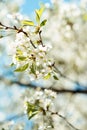 Blossom tree branch. Cherry flowers in spring. Royalty Free Stock Photo