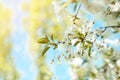 Blossom tree branch. Cherry flowers in spring. Royalty Free Stock Photo