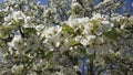 Blossom tree, cherry tree blossom, green leaves, nature