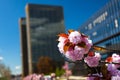 Blossom Tree on Kirchberg