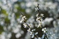 Blossom tree. Nature background. Sunny day. Spring flowers. Beautiful Orchard. Abstract blurred background. Royalty Free Stock Photo