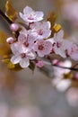 Blossom tree. Nature background.Sunny day. Spring flowers. Beautiful Orchard. Abstract blurred background. Springtime Royalty Free Stock Photo