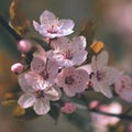 Blossom tree. Nature background.Sunny day. Spring flowers. Beautiful Orchard. Abstract blurred background. Springtime Royalty Free Stock Photo