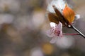 Blossom tree. Nature background.Sunny day. Spring flowers. Beautiful Orchard. Abstract blurred background. Springtime Royalty Free Stock Photo