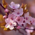 Blossom tree. Nature background.Sunny day. Spring flowers. Beautiful Orchard. Abstract blurred background. Springtime Royalty Free Stock Photo