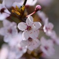 Blossom tree. Nature background.Sunny day. Spring flowers. Beautiful Orchard. Abstract blurred background. Springtime Royalty Free Stock Photo