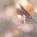 Blossom tree. Nature background.Sunny day. Spring flowers. Beautiful Orchard. Abstract blurred background. Springtime Royalty Free Stock Photo