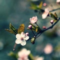 Blossom tree. Nature background.Sunny day. Spring flowers. Beautiful Orchard. Abstract blurred background. Springtime Royalty Free Stock Photo