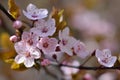 Blossom tree. Nature background.Sunny day. Spring flowers. Beautiful Orchard. Abstract blurred background. Springtime Royalty Free Stock Photo