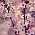 Blossom tree. Nature background. Sunny day. Spring flowers. Beautiful Orchard. Abstract blurred background. Springtime Royalty Free Stock Photo