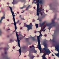 Blossom tree. Nature background. Sunny day. Spring flowers. Beautiful Orchard. Abstract blurred background. Springtime Royalty Free Stock Photo