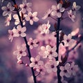 Blossom tree. Nature background. Sunny day. Spring flowers. Beautiful Orchard. Abstract blurred background. Springtime