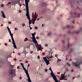 Blossom tree. Nature background. Sunny day. Spring flowers. Beautiful Orchard. Abstract blurred background. Springtime Royalty Free Stock Photo