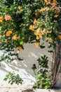 Blossom tree with orange flowers growth near white wall in Tunisia. Backyard Royalty Free Stock Photo
